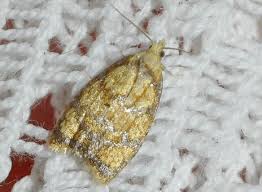 Attēlu rezultāti vaicājumam “Acleris bergmanniana”