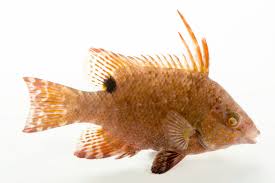 Image result for Lachnolaimus maximus