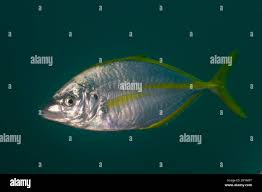 Image result for Pseudocaranx dentex