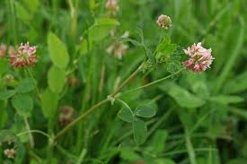 Attēlu rezultāti vaicājumam “Trifolium hybridum flower”