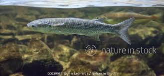 Image result for Liza ramada