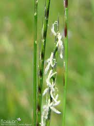 Attēlu rezultāti vaicājumam “Nardus stricta flower”