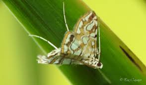 Attēlu rezultāti vaicājumam “Elophila nymphaeata”