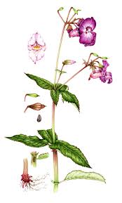 Attēlu rezultāti vaicājumam “Impatiens glandulifera flower”