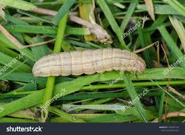 Attēlu rezultāti vaicājumam “Mythimna impura”