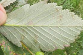 Attēlu rezultāti vaicājumam “Sorbus intermedia leaf”