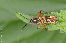 Attēlu rezultāti vaicājumam “Miridae”