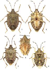 Attēlu rezultāti vaicājumam “Pinthaeus sanguinipes imago”