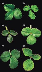 Attēlu rezultāti vaicājumam “Fragaria viridis leaf”