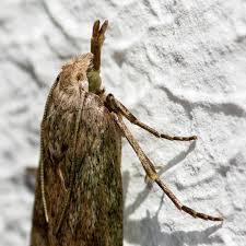 Attēlu rezultāti vaicājumam “Aphomia sociella female”