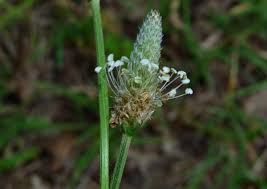Attēlu rezultāti vaicājumam “Plantago lanceolata flower”