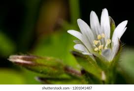 Attēlu rezultāti vaicājumam “Cerastium holosteoides fruit”