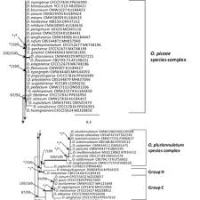 Attēlu rezultāti vaicājumam “Ophiostoma polyporicola”