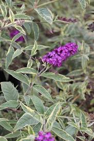 Image result for Buddleja davidii