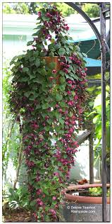 Image result for Rhodochiton atrosanguineum