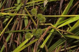 Attēlu rezultāti vaicājumam “Sparganium neglectum”