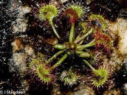 Attēlu rezultāti vaicājumam “Drosera rotundifolia”