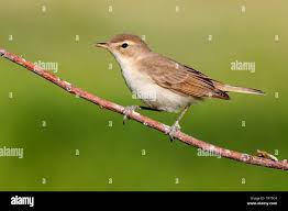 Image result for Hippolais caligata