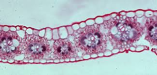 Attēlu rezultāti vaicājumam “Zea mays leaf”