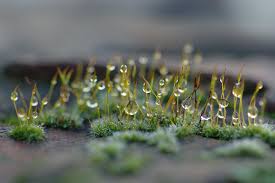 Attēlu rezultāti vaicājumam “Tortula truncata”