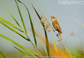 Image result for Locustella certhiola