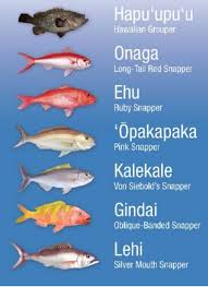 Image result for Hyporthodus quernus