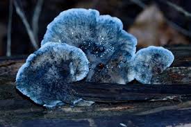 Attēlu rezultāti vaicājumam “Postia”