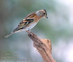 Attēlu rezultāti vaicājumam “Fringilla montifringilla female”