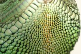 Image result for reptile scales