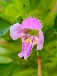 Attēlu rezultāti vaicājumam “Galeopsis bifida flower”