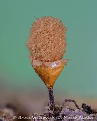 Attēlu rezultāti vaicājumam “Hemitrichia decipiens var. hemitrichoides spores”