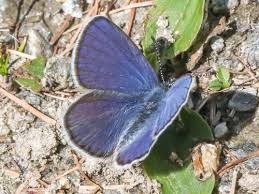 Attēlu rezultāti vaicājumam “Vacciniina optilete”