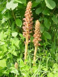 Attēlu rezultāti vaicājumam “Orobanche elatior flower”