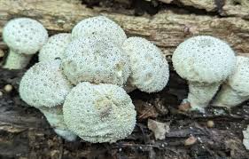 Attēlu rezultāti vaicājumam “Lycoperdon perlatum”