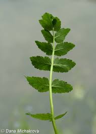 Attēlu rezultāti vaicājumam “Berula erecta leaf”