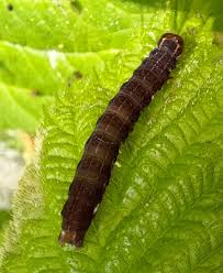 Attēlu rezultāti vaicājumam “Eupsilia transversa”