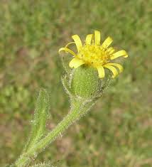 Attēlu rezultāti vaicājumam “Senecio viscosus flower”