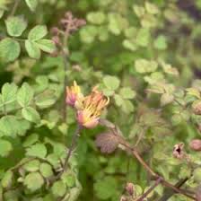 Attēlu rezultāti vaicājumam “Koeleria glauca flower”