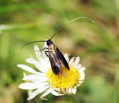 Attēlu rezultāti vaicājumam “Cauchas rufimitrella”