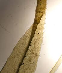 Attēlu rezultāti vaicājumam “Dicranum polysetum sporophyte”