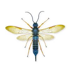 Attēlu rezultāti vaicājumam “Physarum ovisporum sessile”