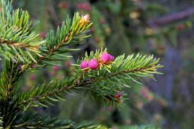 Attēlu rezultāti vaicājumam “Picea abies male flower”
