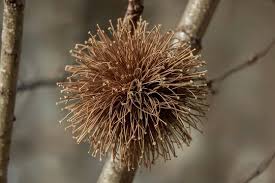 Attēlu rezultāti vaicājumam “Taphrina betulina”