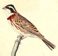 Image result for Emberiza rustica