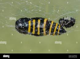 Attēlu rezultāti vaicājumam “Abraxas grossulariata pupa”