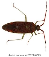 Attēlu rezultāti vaicājumam “Pantilius tunicatus”