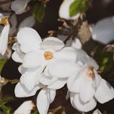 Attēlu rezultāti vaicājumam “Magnolia x loebneri flower”