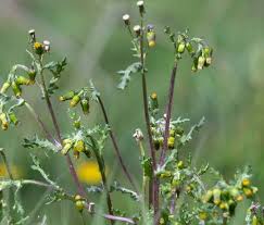 Attēlu rezultāti vaicājumam “Senecio vulgaris flower”
