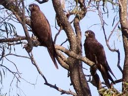 Image result for Falcons Black