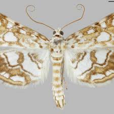 Attēlu rezultāti vaicājumam “Elophila nymphaeata”